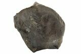 Triceratops Tooth - Montana #229161-1